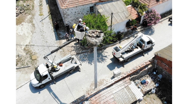 Metrelerce yükseklikteki yavrulara günde 3 öğün balık ve su veriyorlar