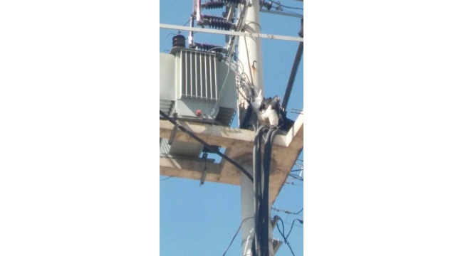 Elektrik akımına kapılan yavru leylekler telef oldu