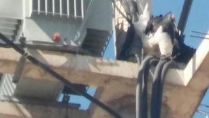 Elektrik akımına kapılan yavru leylekler telef oldu