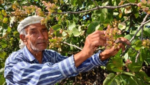 Antep'in fıstığı Manisalı köylünün geçim kaynağı oldu