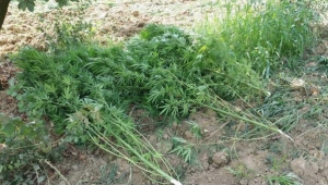 Çiftlikte hintkeneviri yetiştiren iki kişiye gözaltı