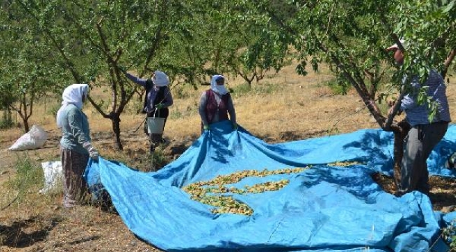 Kula'da badem hasadı başladı