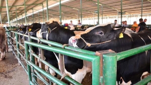  Kurbanlık satışları başladı