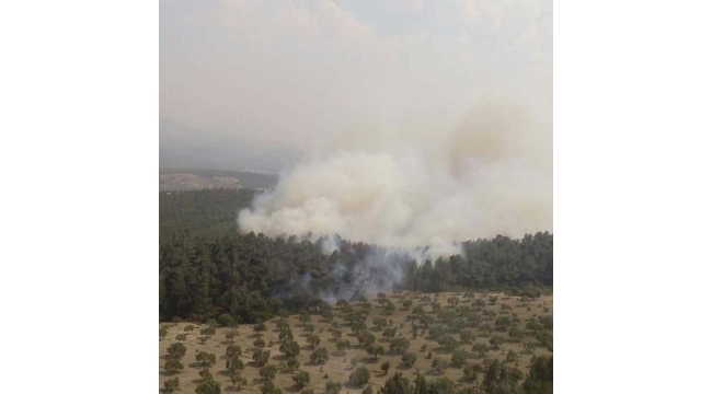 Orman Yangını