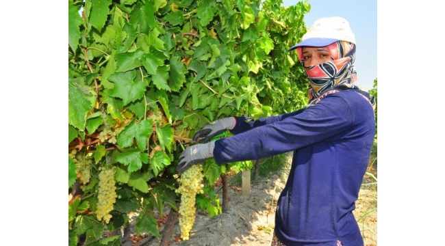 Tescillenecek beş üzüm çeşidinin ismini halk belirleyecek