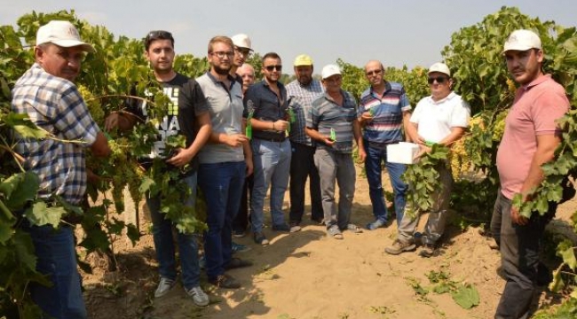 Üzüm bağları avcı böcekler ile korunuyor