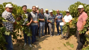Üzüm bağları avcı böcekler ile korunuyor