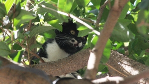 Ağaçta mahsur kalan kediyi itfaiye kurtardı