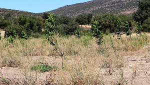 Ceviz üreticisinin yüzünü güldürecek 