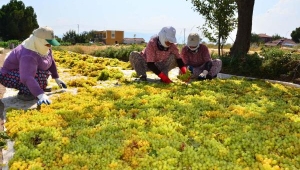 Üzüm üreticileri için yeni düzenlemeler 