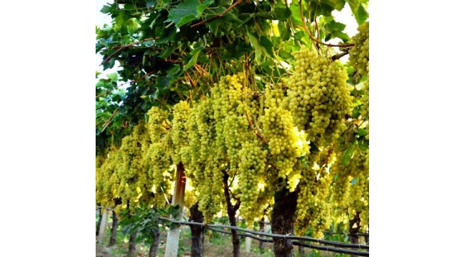 Üzümde havayolu taşımacılığı önerisi