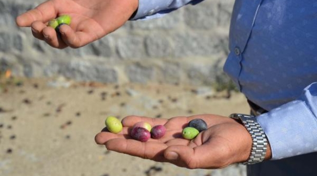 1654 yaşındaki anıt zeytin ağacında hasat