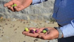 1654 yaşındaki anıt zeytin ağacında hasat