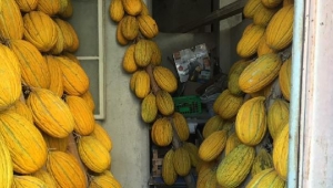 Deprem askıdaki 25 ton Kırkağaç kavununu devirdi