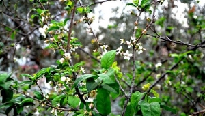 Erik ağacı ekim ayı ortasında çiçek açtı