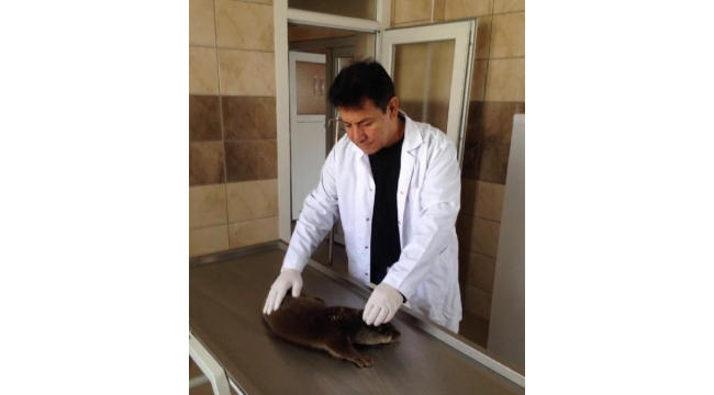 Nesli tükenen su samuru yaralı halde dere yatağında bulundu