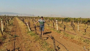 Üreticiler üzümden vazgeçmeye başladı