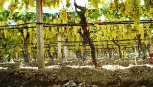 Üzümcülerde Rusya sevinci