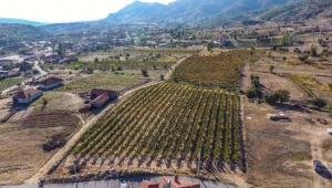 Yayla bağcılığında ilk ürün alındı