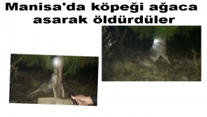 Manisa'da köpeği ağaca asarak öldürdüler