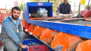 Tüccardan parasını alamayan zeytin üreticisi mağdur oldu