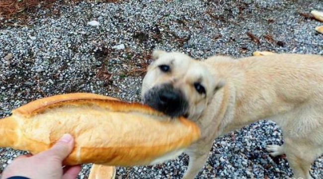 Spil'de yaban hayvanlarına yiyecek bırakıldı