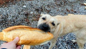 Spil'de yaban hayvanlarına yiyecek bırakıldı