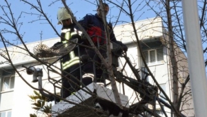 Ağaçtan indirildi, mağazaya kaçtı