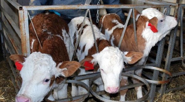 Buzağılardan erkek olan ikisine, tutkunu olduğu takımın futbolcularının K verdi.