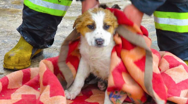 Kuyuya düşen yavru köpeği itfaiye kurtardı