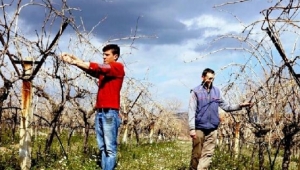 Cemre Düştü, Bağ İşleri Hız Kazandı