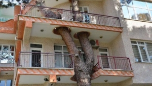 Doğa Sevgisi yine Sınır Tanımadı