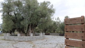 17 Asırlık Zeytin Ağacına Turistik Amaçlı Tanıtım Seferberliği