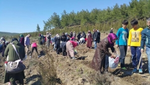 253 Bin Şehidin Anısına Manisa'da 253 Fidan
