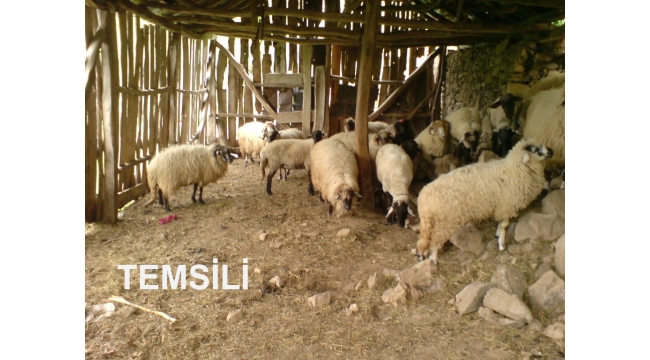 Çiftlik yangınında 40 baş küçükbaş hayvan kurtarıldı