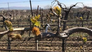 Erkenci Bağlarda Don Zararı