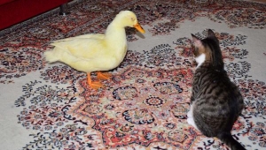 Gözleri Görmeyen Ördeğe Sahip Çıktılar 