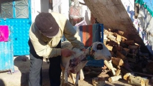 Kurtlar sürüye saldırarak 3 koyunu telef etti, 1'ini yaraladı