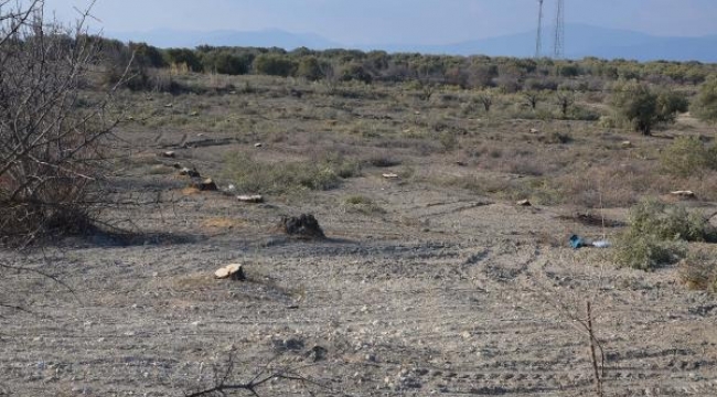 Özel Otoyol için Kesilen Zeytin Ağaçlarını Meclise Taşıdı