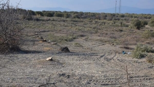 Özel Otoyol için Kesilen Zeytin Ağaçlarını Meclise Taşıdı