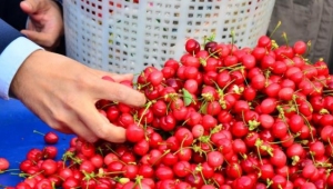 Kiraz üreticisinin gözü Rusya'da