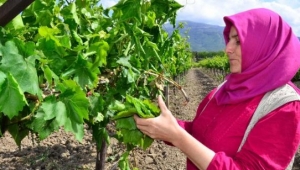 Yaprağı meyvesiyle aynı fiyat