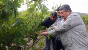 Dolu ve yağış üreticiyi olumsuz etkiledi