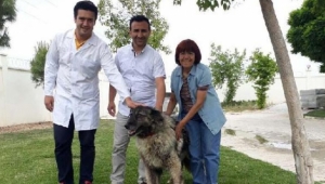 Pittbull'lu bıçaklı saldırı kurbanı sokak köpeğine belediye sahip çıktı