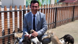 Suçta kullanılan çoğu pitbull 39 köpek rehabilite ediliyor