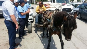 Zabıtadan at arabalarına karşı özel ekip