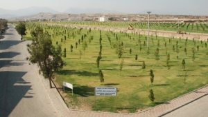 CHP'li Erk Kayabaş belediyeye sert tepki verdi: 'Dikilen ağaçlara özen gösterilmelidir'