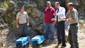 Doğaya 4 bin kınalı keklik salındı