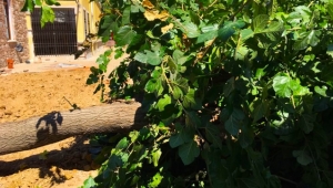 Dut ağacı yıkımı üzdü