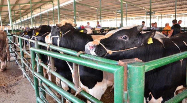 Kurbanlık fiyatları cep yakacak